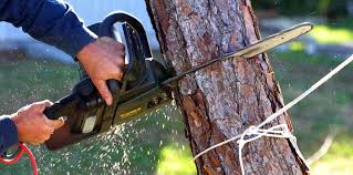 Best Tree Cabling and Bracing  in Cherry Creek, CO