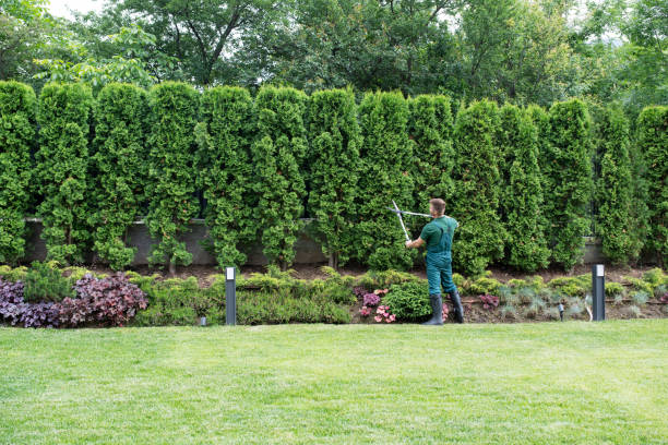 Best Lawn Renovation and Restoration  in Cherry Creek, CO