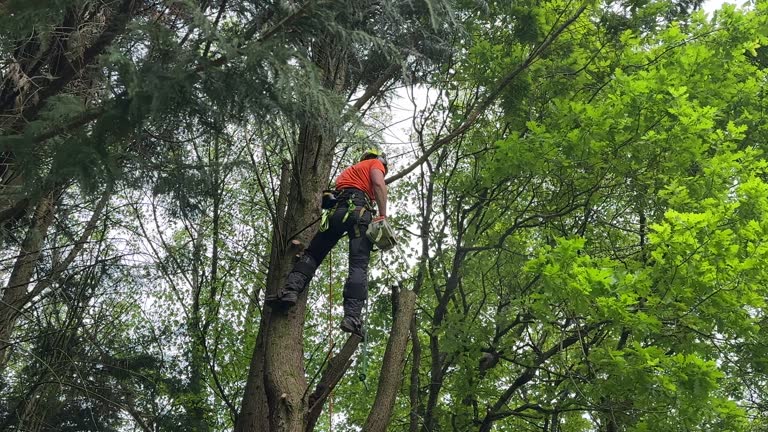 Best Tree Preservation Services  in Cherry Creek, CO