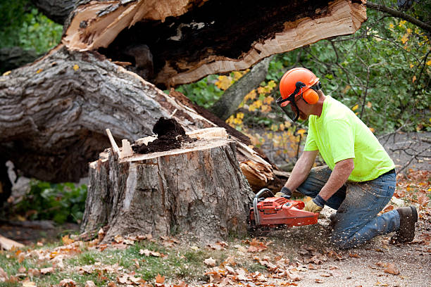 Best Tree Disease Treatment  in Cherry Creek, CO