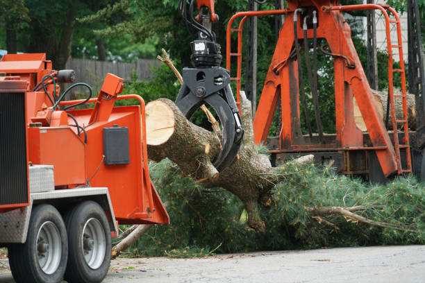 Best Firewood Processing and Delivery  in Cherry Creek, CO