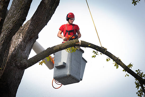 Best Storm Damage Tree Cleanup  in Cherry Creek, CO